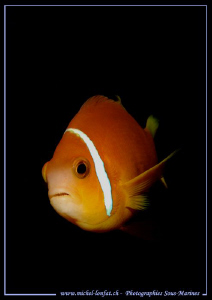 Face to face with a Clown Fish... :O).. by Michel Lonfat 
